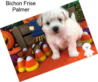 Bichon Frise Palmer