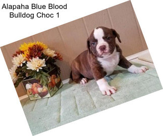 Alapaha Blue Blood Bulldog Choc 1