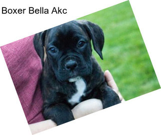 Boxer Bella Akc