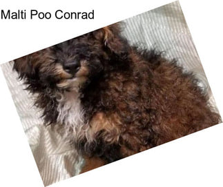 Malti Poo Conrad