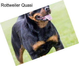 Rottweiler Quasi