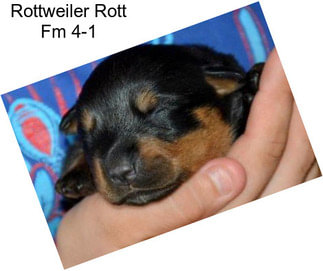 Rottweiler Rott Fm 4-1