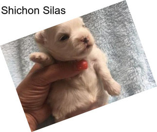 Shichon Silas