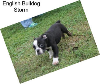 English Bulldog Storm