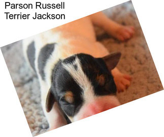 Parson Russell Terrier Jackson