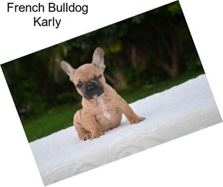 French Bulldog Karly