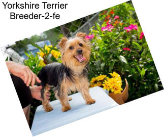 Yorkshire Terrier Breeder-2-fe