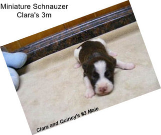 Miniature Schnauzer Clara\'s 3m