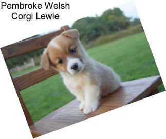 Pembroke Welsh Corgi Lewie