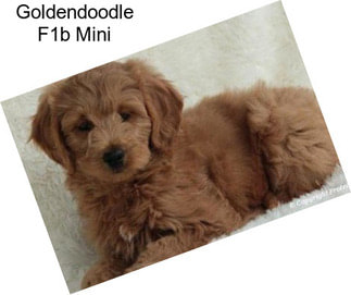 Goldendoodle F1b Mini