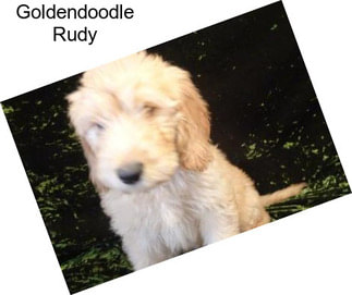 Goldendoodle Rudy