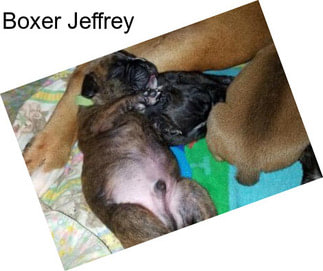 Boxer Jeffrey