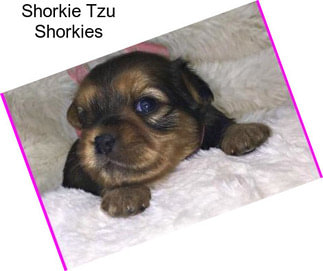 Shorkie Tzu Shorkies