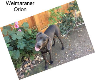 Weimaraner Orion