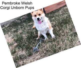 Pembroke Welsh Corgi Unborn Pups