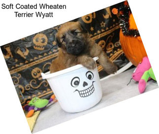 Soft Coated Wheaten Terrier Wyatt