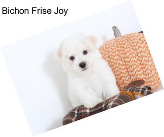 Bichon Frise Joy