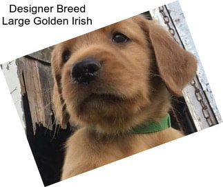 Designer Breed Large Golden Irish