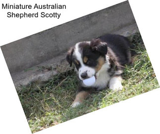 Miniature Australian Shepherd Scotty