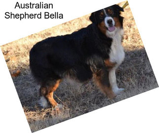 Australian Shepherd Bella