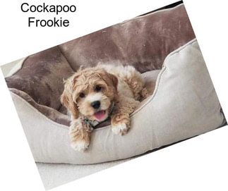 Cockapoo Frookie