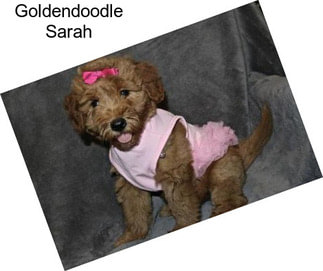 Goldendoodle Sarah