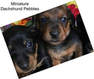 Miniature Dachshund Pebbles