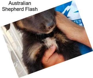 Australian Shepherd Flash