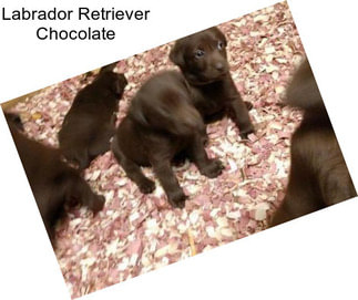 Labrador Retriever Chocolate