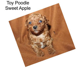 Toy Poodle Sweet Apple