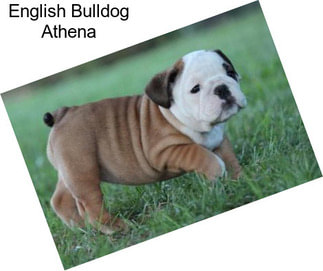 English Bulldog Athena