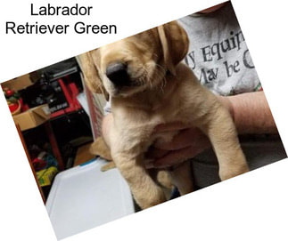 Labrador Retriever Green