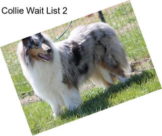 Collie Wait List 2