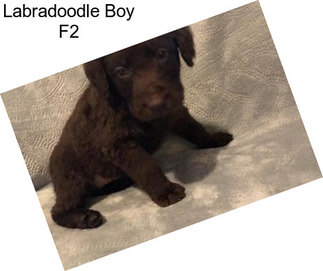 Labradoodle Boy F2