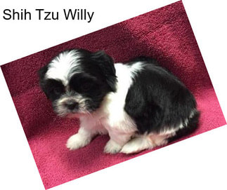 Shih Tzu Willy