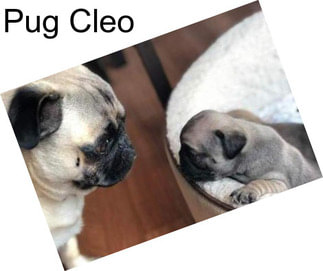 Pug Cleo