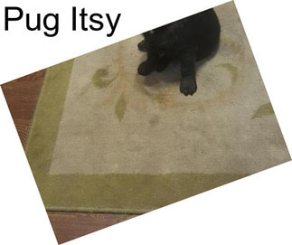 Pug Itsy