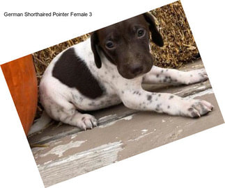 German Shorthaired Pointer Female 3