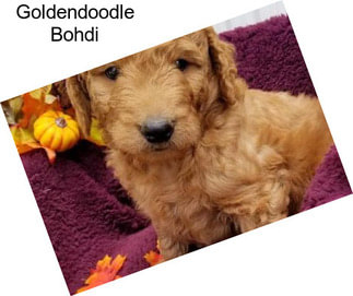 Goldendoodle Bohdi