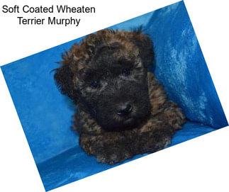 Soft Coated Wheaten Terrier Murphy