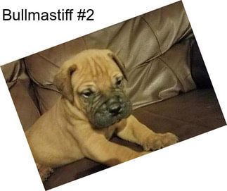 Bullmastiff #2