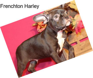 Frenchton Harley