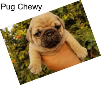 Pug Chewy