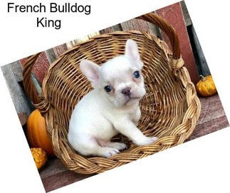 French Bulldog King