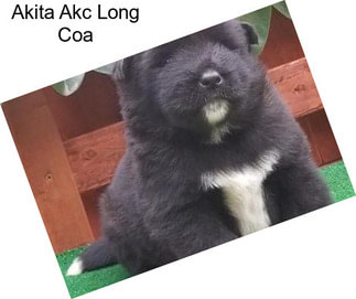 Akita Akc Long Coa