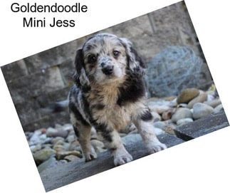 Goldendoodle Mini Jess