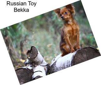 Russian Toy Bekka