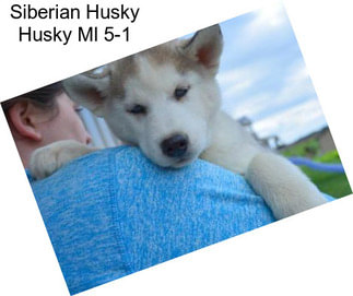 Siberian Husky Husky Ml 5-1