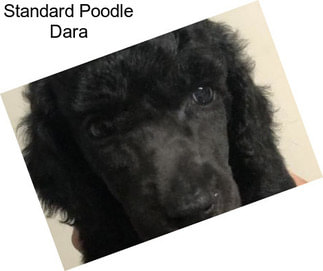 Standard Poodle Dara