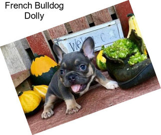 French Bulldog Dolly